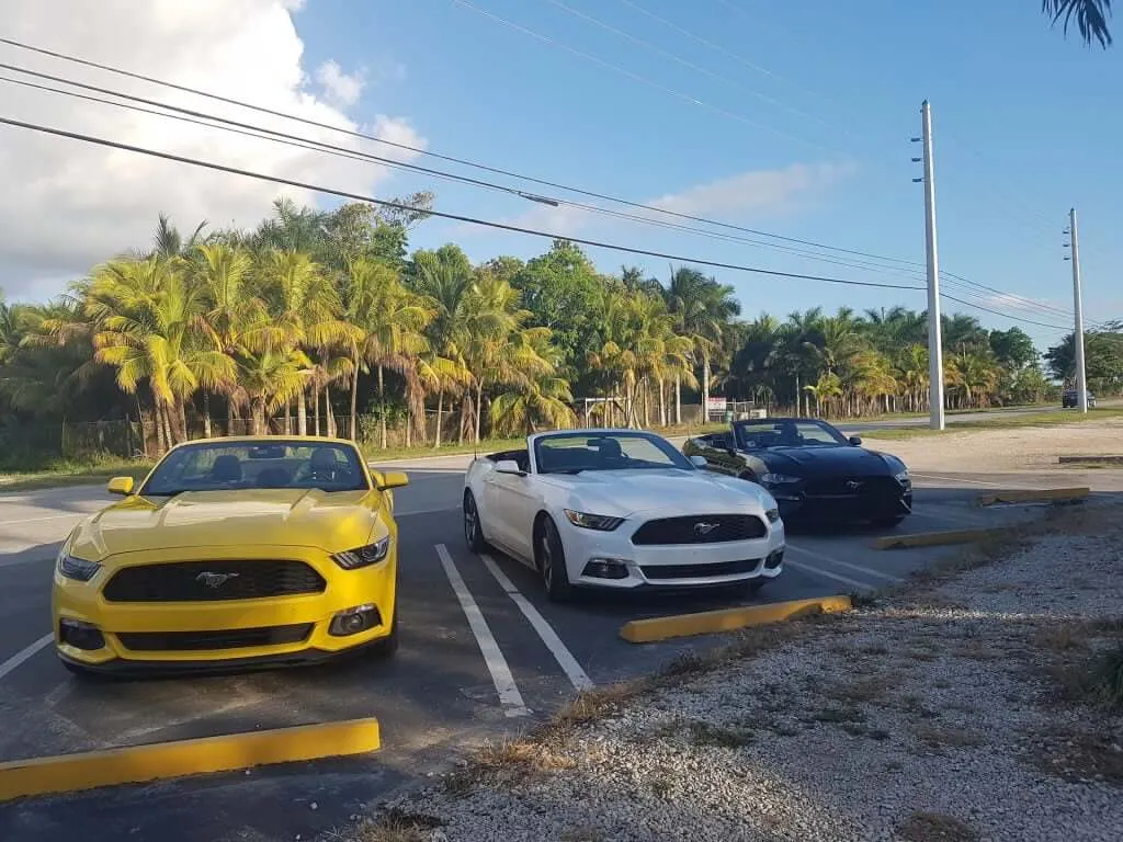 All mustangs