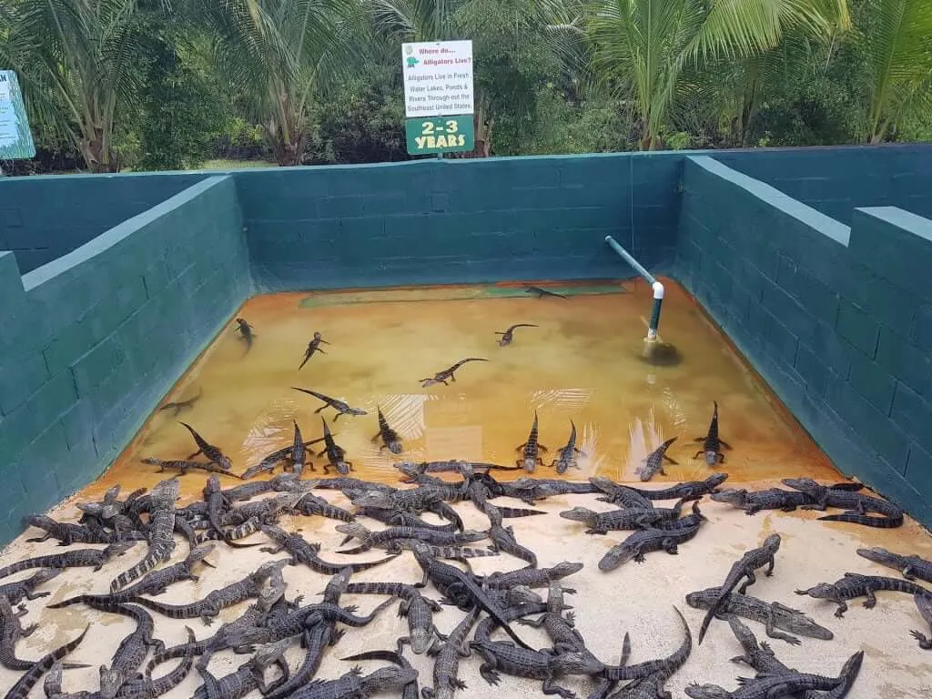 Many aligators