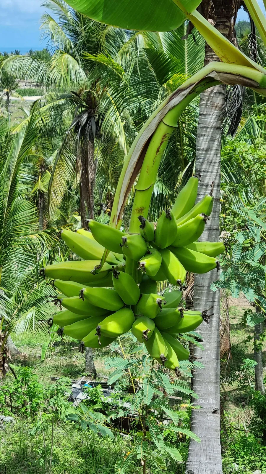 Banana tree