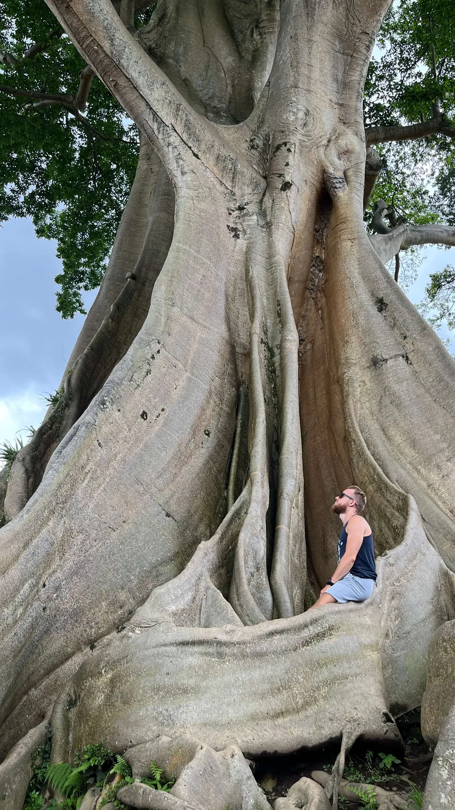 Banyan tree