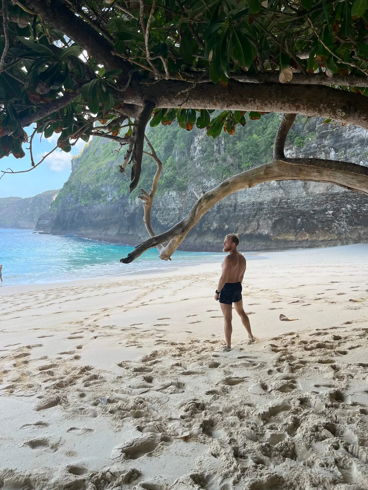 Beach with tree