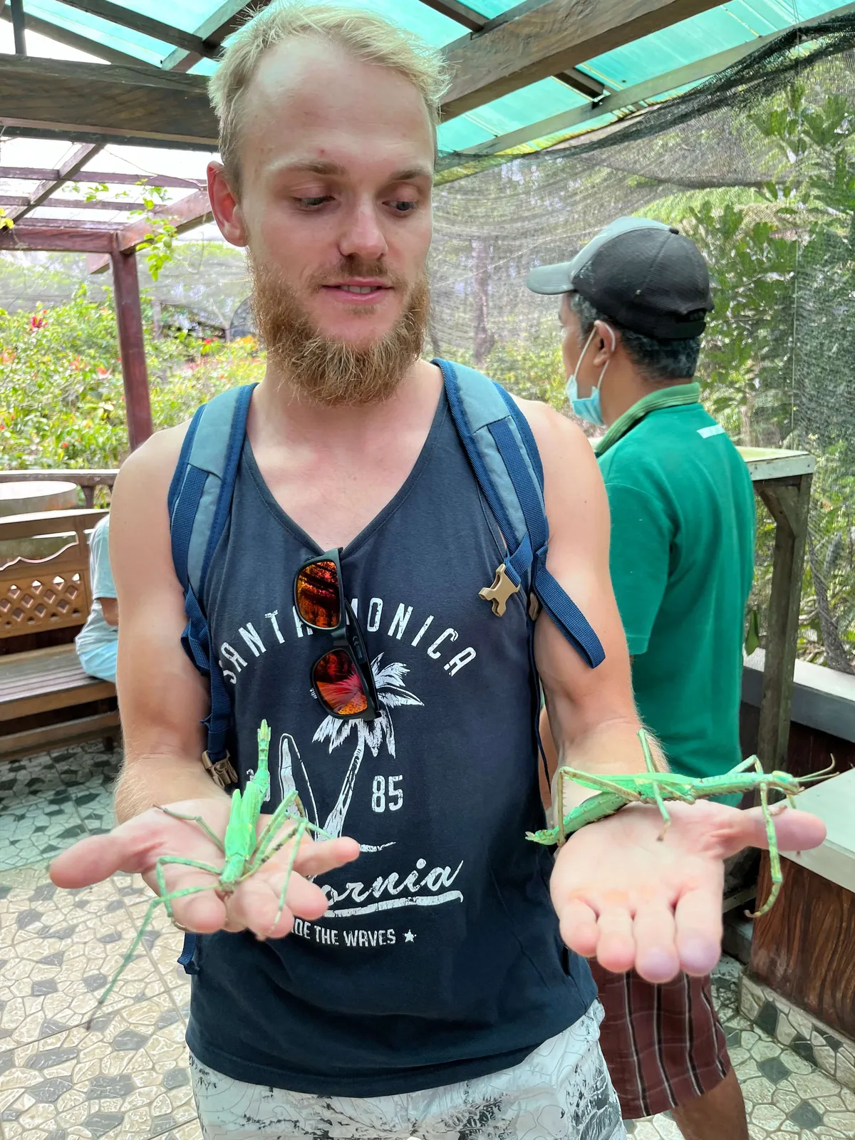 Grasshopper