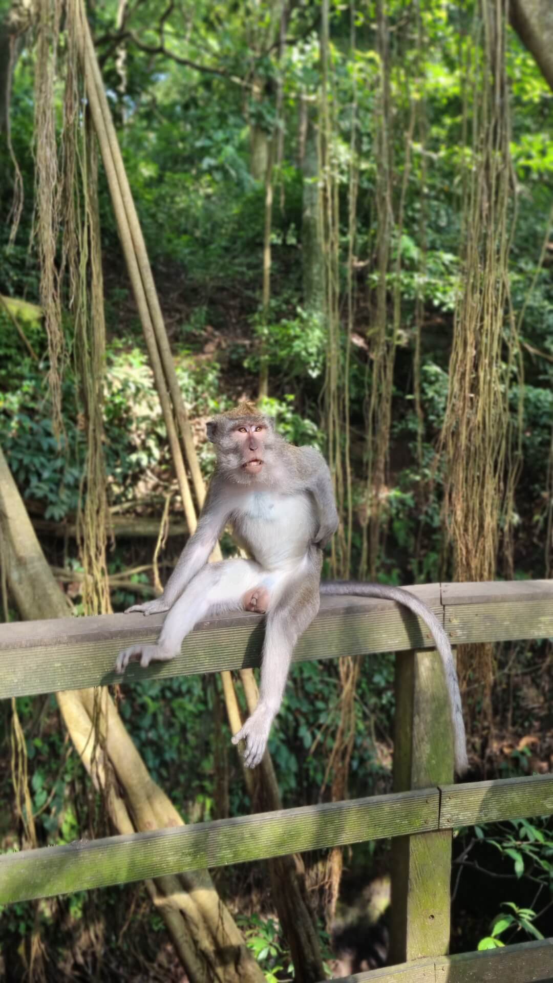 Monkey forest