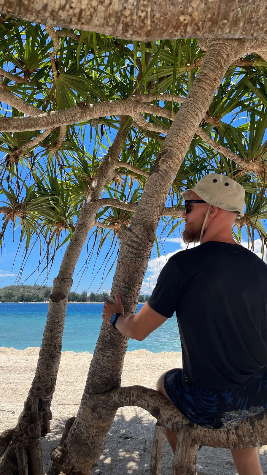Palm trees