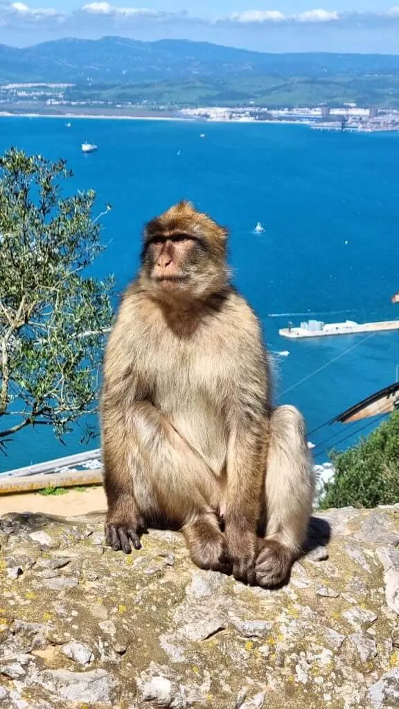 Monkey close-up 1
