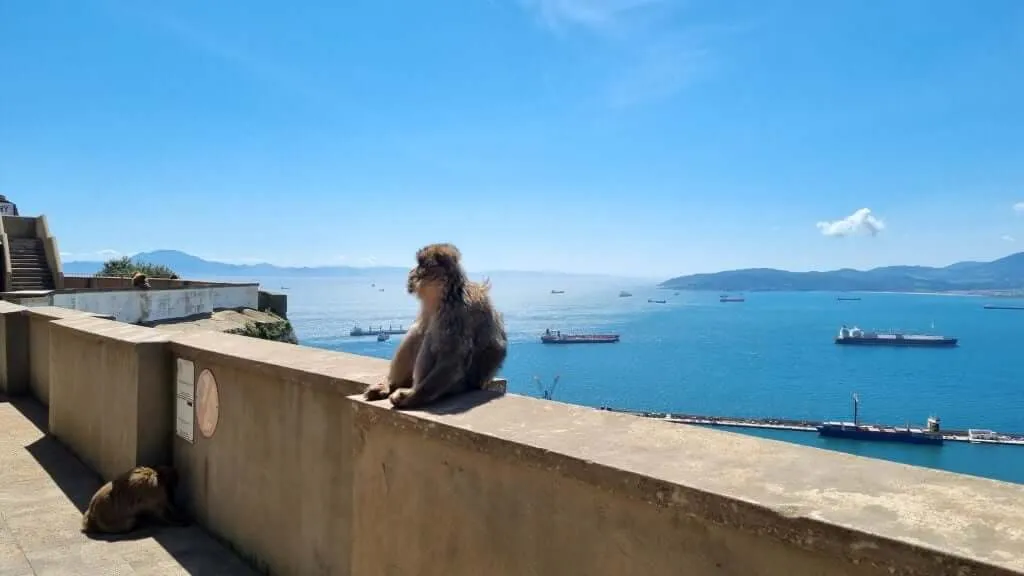 Monkey close-up 2