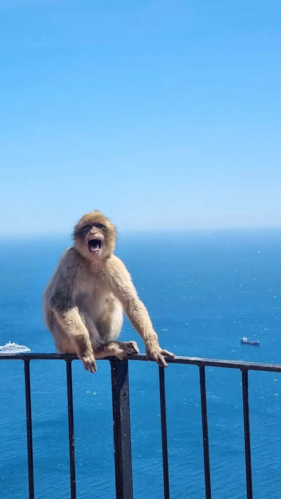 Monkey group
