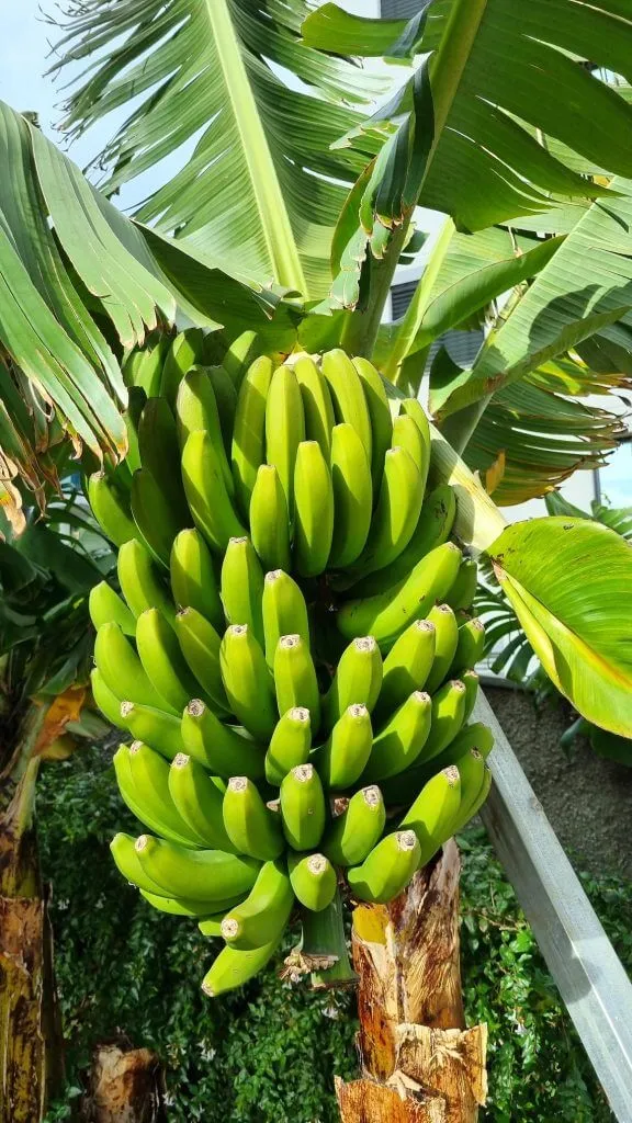 Local bananas