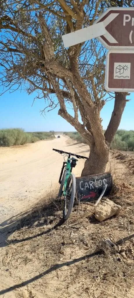 Tree on the trail