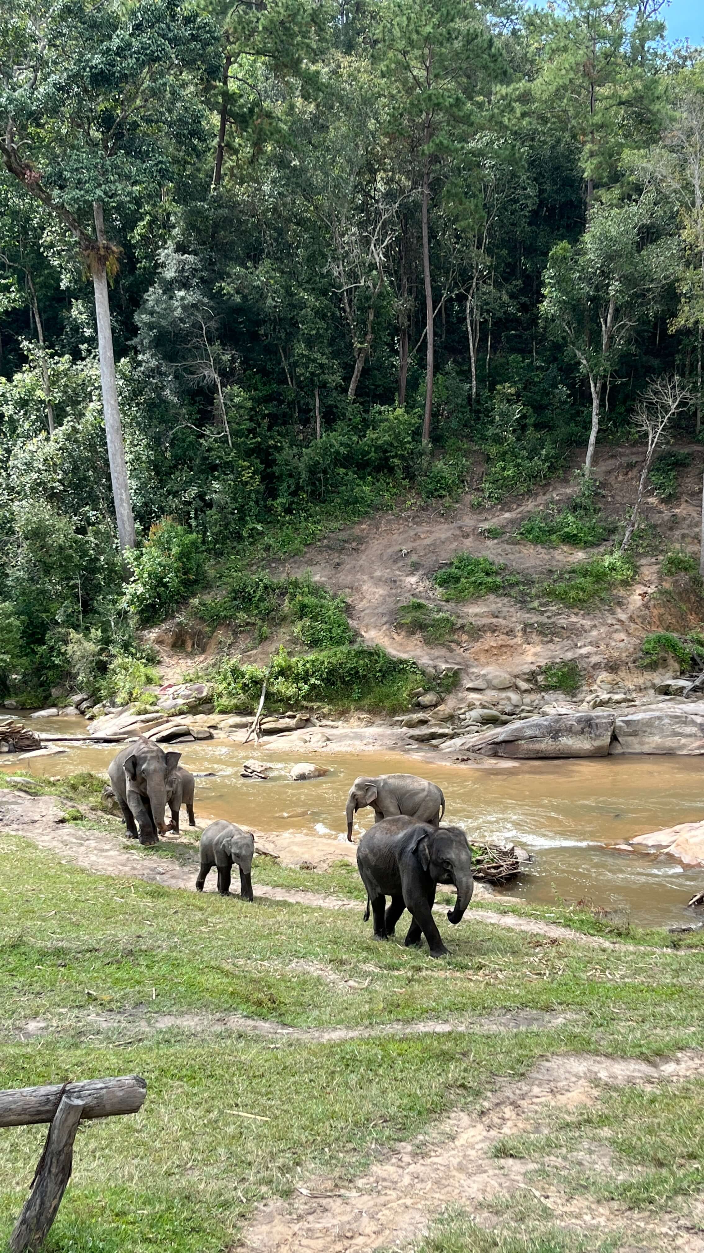 Elephant family at river