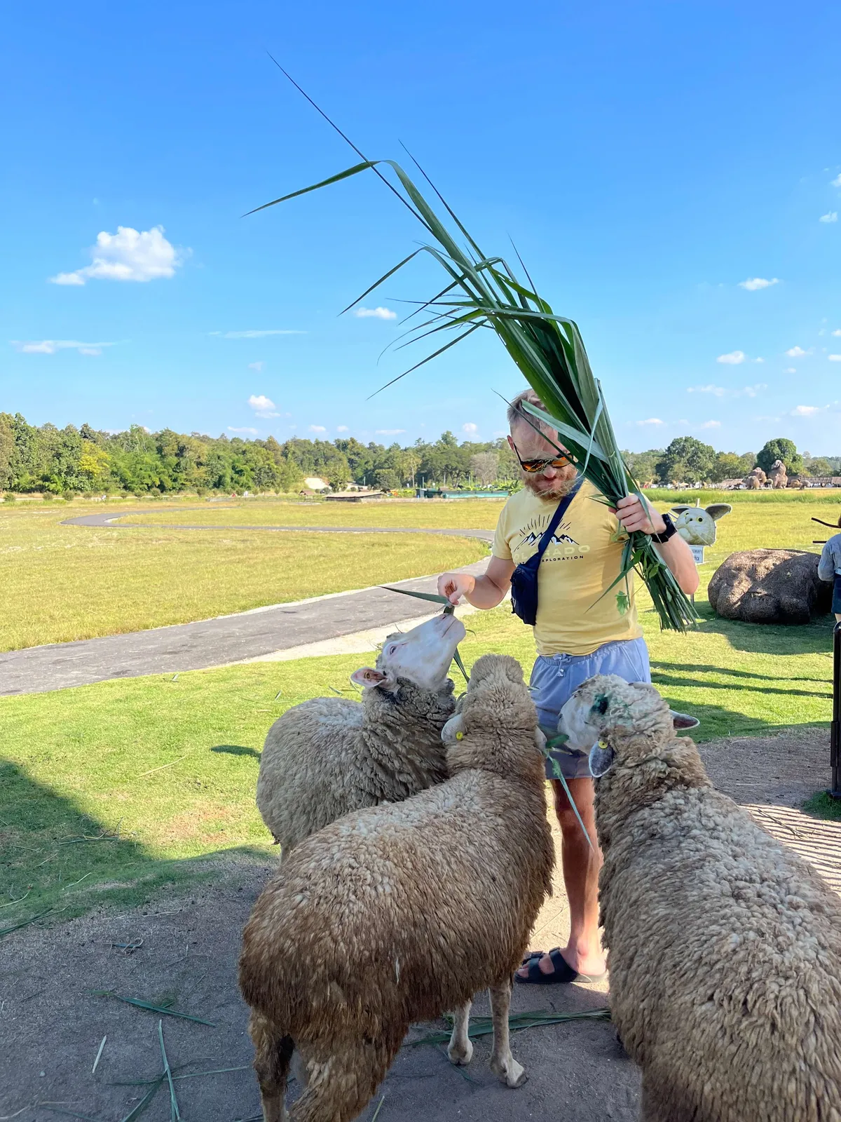 Feeding sheep