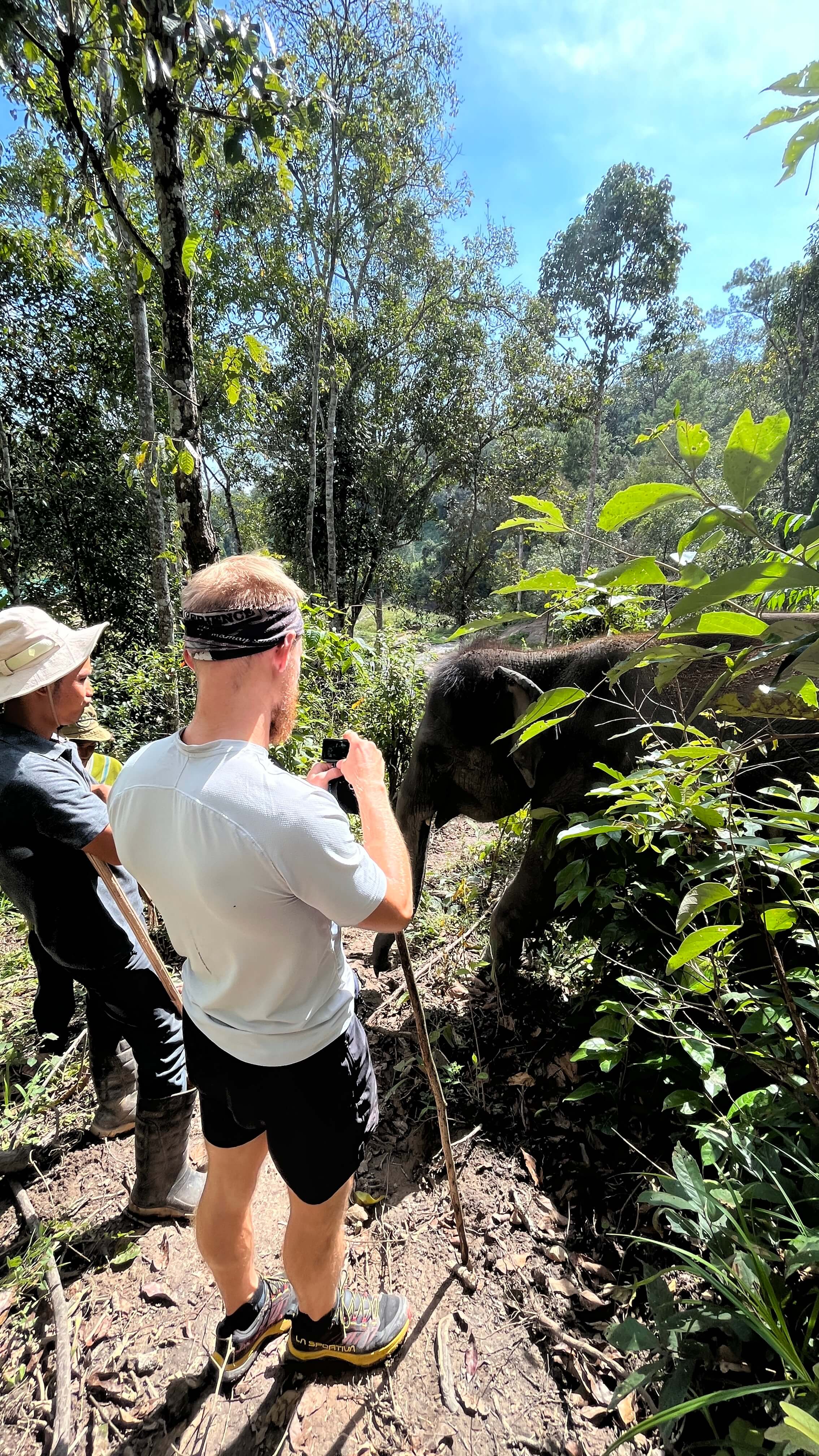 Forest elephant encounter