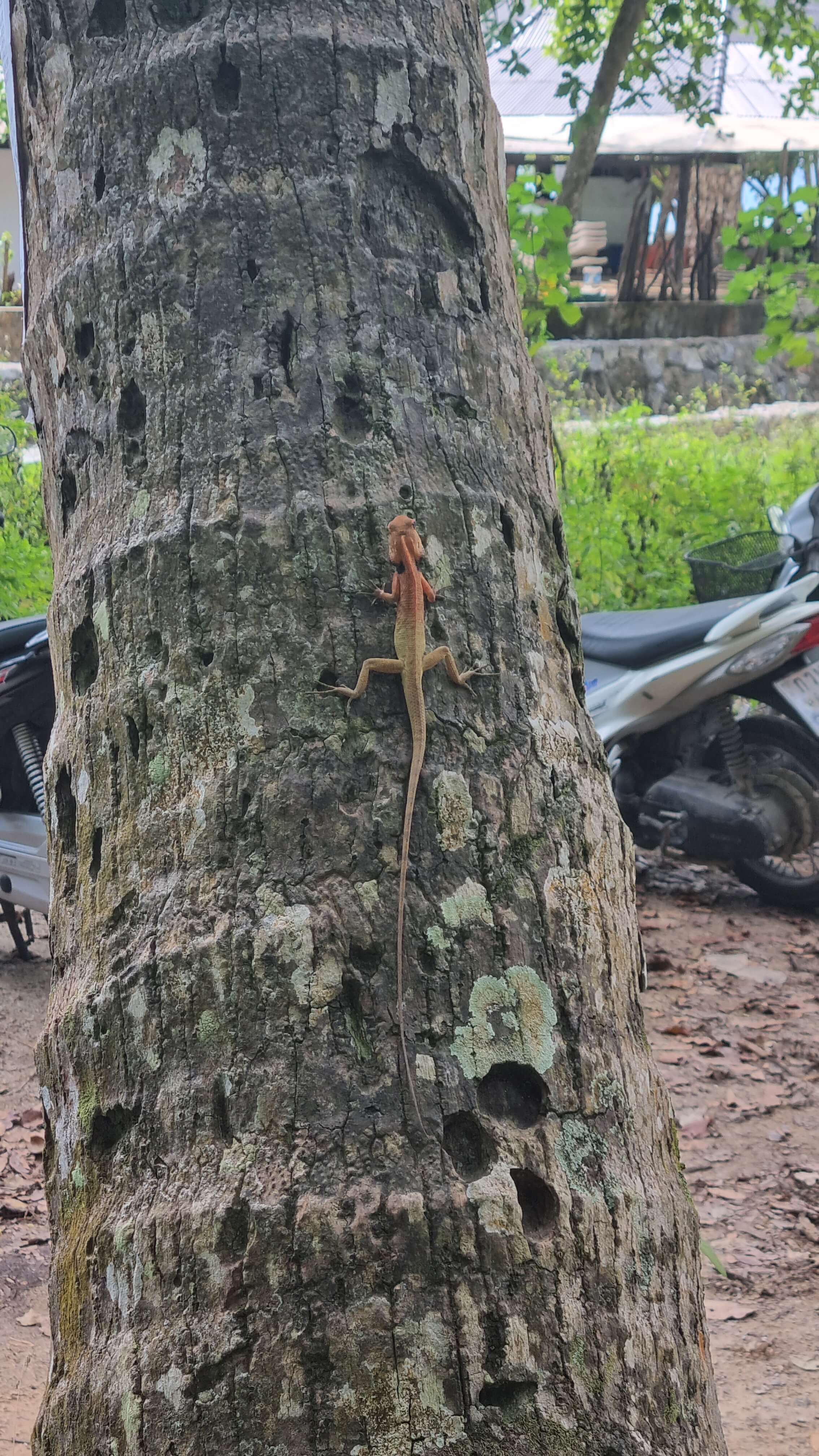 Lizard on tree