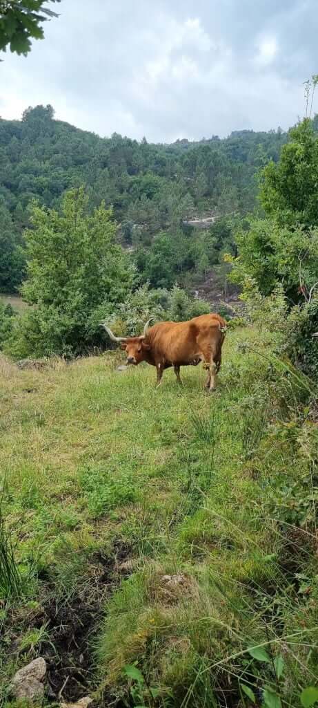Unimpressed cow