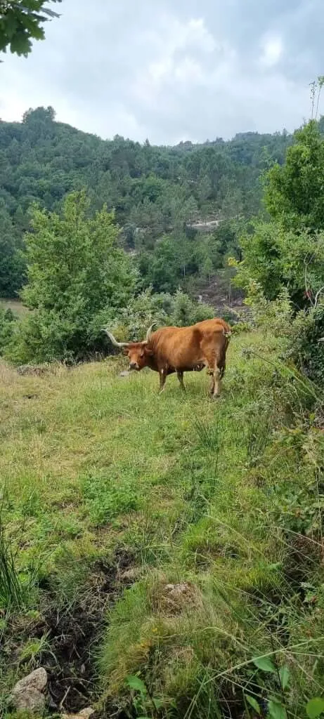 Unimpressed cow